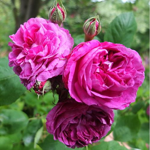 Gärtnerei - Rosa Reine des Violettes - violett - hybrid perpetual rosen - stark duftend - Mille-Mallet - Sie blüht während der ganzen Saison und duftet angenehm süß. Die Blätter auf ihren praktisch dornenlosen Ästen sind dunkelgrün.